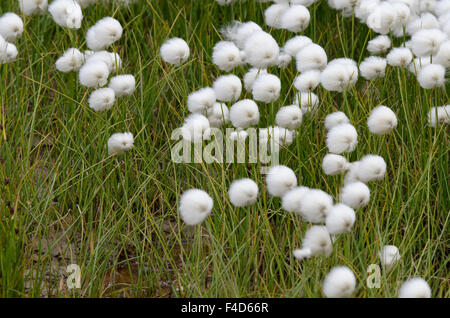 Au Canada, le Nunavut, région de Qikiqtaaluk, Cape Dorset. Coton de l'Arctique (Eriophorum) aka linaigrettes linaigrette de ou cottonsedge. Banque D'Images