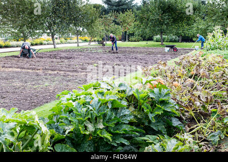 Trois personnes déterrent les pommes de terre en septembre à Grappenhall Warrington, Heys jardin clos Banque D'Images
