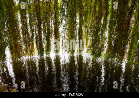 Saule pleureur, Salix alba, branches suspendue au-dessus de l'eau, ce qui entraîne la réflexion. Banque D'Images