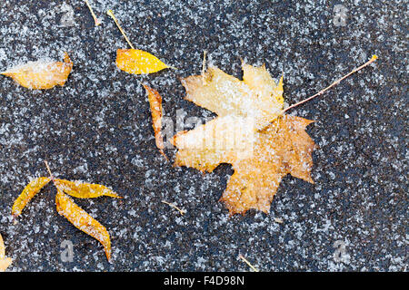 Orange et jaune congelé sous les feuilles tombées sur le chemin d'asphalte première neige en automne Banque D'Images