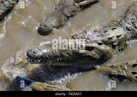 Crocodile Banque D'Images