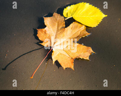 Tombée d'érable et de bouleau feuilles flottant dans la flaque d'eau dans la journée ensoleillée d'automne Banque D'Images