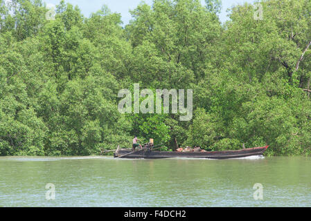 Petit bateau traditionnel, transporter le bois entre les îles dans la région de Tanintharyi du Myanmar avec les mangroves au t Banque D'Images