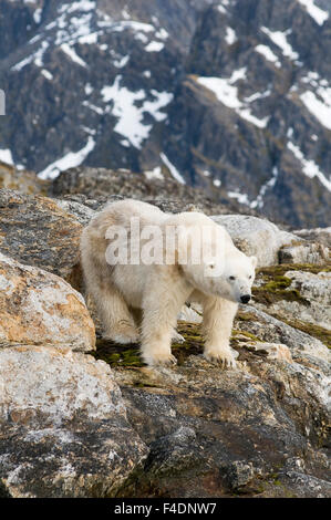 La Norvège, Spitzberg, Fuglefjorden. L'ours polaire (Ursus maritimus) adulte le long d'un rivage rocheux à la recherche de nourriture. Banque D'Images