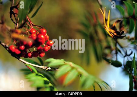 Glasgow, Ecosse, Royaume-Uni. 16 octobre, 2015. Les baies et les feuilles créer une scène d'automne à Glasgow Green Park. Crédit : Tony Clerkson/Alamy Live News Banque D'Images