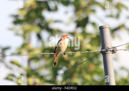 Pie-grièche brune (Lanius cristatus superciliosus) au Japon Banque D'Images