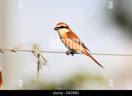 Pie-grièche brune (Lanius cristatus superciliosus) au Japon Banque D'Images