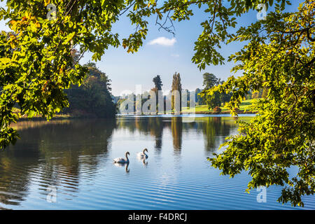 Sur le lac des cygnes à Bowood House dans le Wiltshire en automne. Banque D'Images