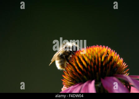 Bourdon sur une fleur. Banque D'Images