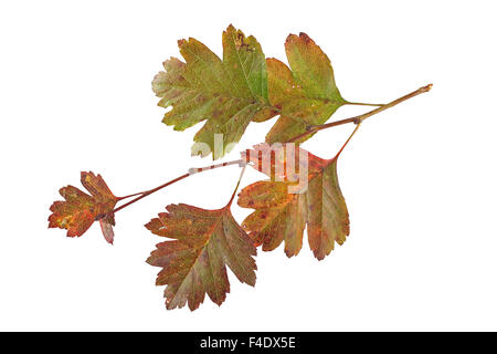 La photo en gros plan de feuilles d'automne sur un fond blanc. Banque D'Images