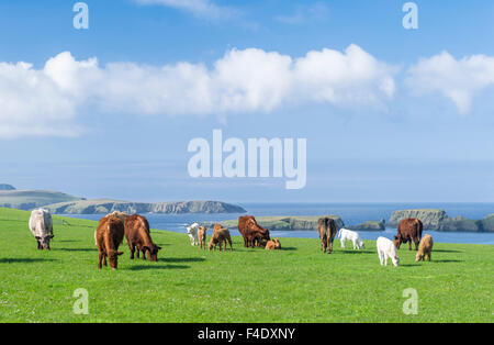 L'élevage du bétail, îles Shetland, en Écosse. Tailles disponibles (grand format) Banque D'Images