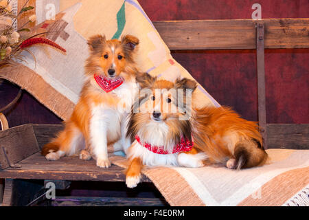 Shetland Sheepdogs sur un buckboard (MR) Banque D'Images