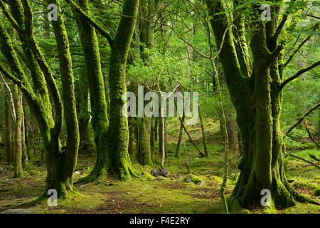 Les arbres moussus près de cascades de Torc, le Parc National de Killarney, comté de Kerry, Irlande Banque D'Images