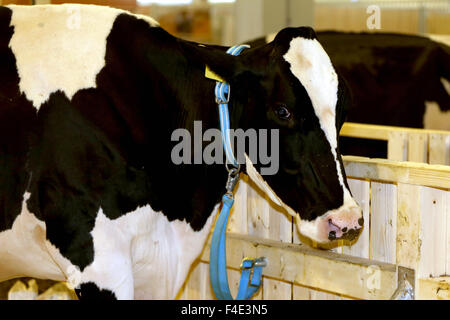 Head shot d'une vache de race frisonne dans la grange Banque D'Images