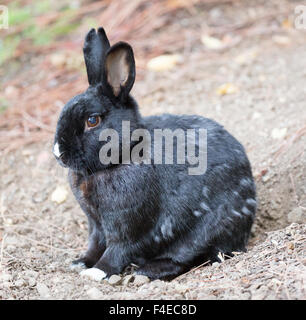 Melanistic domestique européen Lapin (Oryctolagus cuniculus) assis et regardant la caméra. Oakland, Californie, USA. Banque D'Images