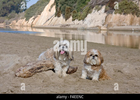 Deux Shih Tzus dans le sable par un lagon (MR). Banque D'Images