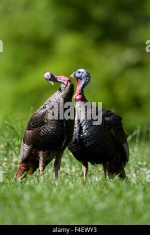 Les dindons sauvages de l'est (Meleagris gallopavo) jakes en champ, Holmes, Mississippi, USA. Banque D'Images