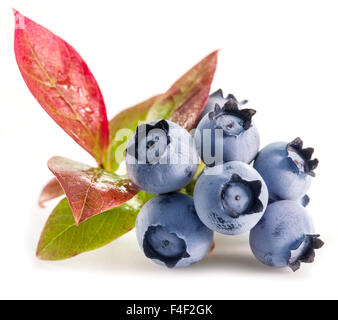 Les bleuets mûrs sur le fond blanc. Banque D'Images