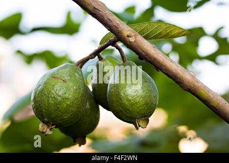 Apple vert goyave (Psidium guavaja) accroché sur sa tige Banque D'Images