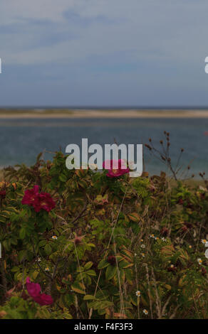 Roses sauvages sur une plage en été dans la région de Chatham, Massachusetts sur Cape Cod. Banque D'Images
