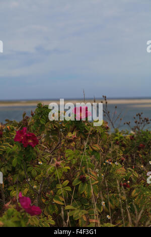 Roses sauvages sur une plage en été dans la région de Chatham, Massachusetts sur Cape Cod. Banque D'Images