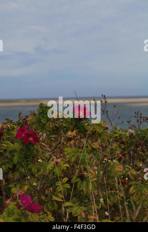 Roses sauvages sur une plage en été dans la région de Chatham, Massachusetts sur Cape Cod. Banque D'Images