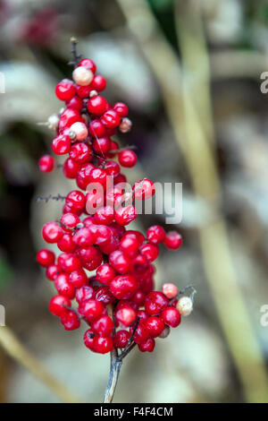 Faux nard Maianthemum racemosum berries Banque D'Images