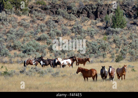 USA, Ohio, Harney Comté. Wild horse sur GSA-Steens Mountain gérés. Banque D'Images