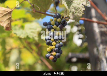 La banque de la rivière raisin sauvage, Vitis riparia vigne, raisin vert en été Banque D'Images