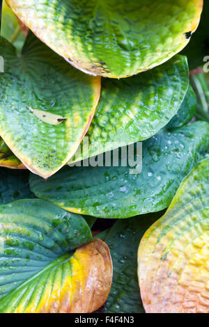 Les feuilles d'automne des plantes Hosta Banque D'Images