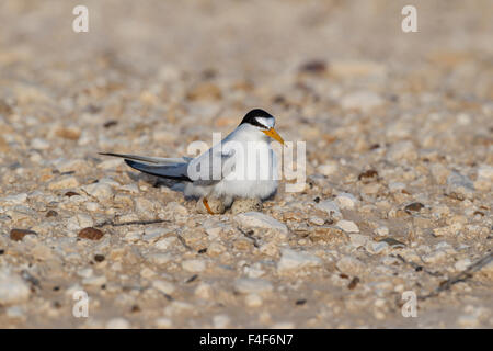 Port Isabel, au Texas. Moins de Dougall (Sterna antillarum) incubation des œufs au nid Banque D'Images