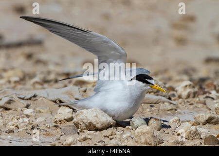 Port Isabel, au Texas. Moins de Dougall (Sterna antillarum) incubation des œufs au nid Banque D'Images