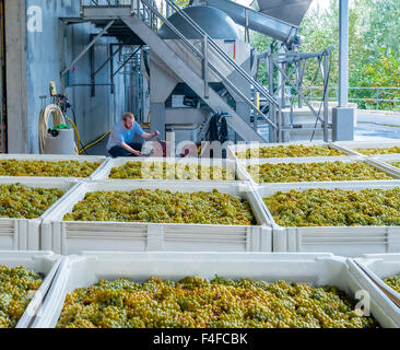 USA, Washington, Bannockburn. Bins de raisins sur un tampon du vin écraser. Banque D'Images