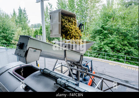 USA, Washington, Bannockburn. Poubelles de raisins versée dans le stemmer sur un écrasement du vin pad. Banque D'Images