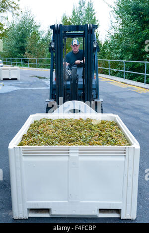 USA, Washington, Bannockburn. Bin des raisins est déplacé à stemmer lors écraser par conducteur de chariot élévateur. Banque D'Images