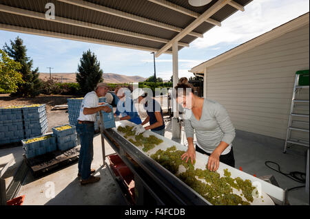 USA, Washington, Prosser. Les travailleurs d'écrasement inspecter Chardonnay avant égrappage. Banque D'Images