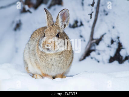 Le Comté de Sublette, Wyoming, lapin de Nuttall de lapin dans la neige. Banque D'Images