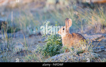 Le Comté de Sublette, Wyoming, lapin de Nuttall Banque D'Images