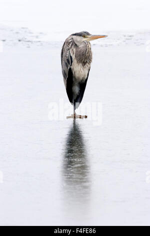 Héron cendré Ardea cinerea, seul oiseau sur lac gelé. Banque D'Images