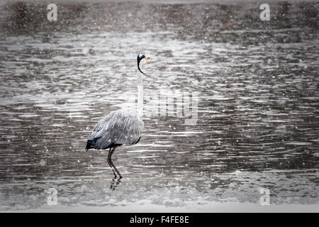 Héron cendré sur un lac gelé dans blizzard, Solna, Suède Banque D'Images