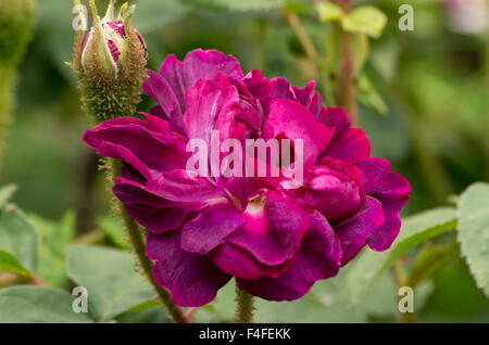 Rosa William Lobb Banque D'Images