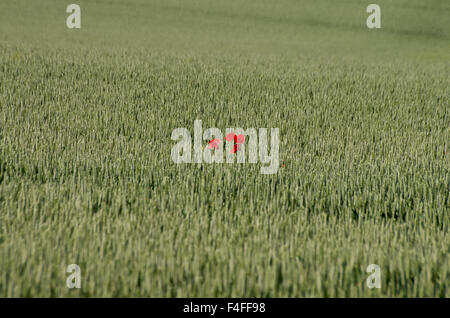 Coquelicot sur les plateaux Banque D'Images