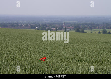 Coquelicot sur les plateaux Banque D'Images