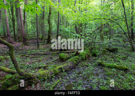 Forêt mixte humide au printemps avec de l'eau stagnante et les arbres morts en partie diminué Banque D'Images