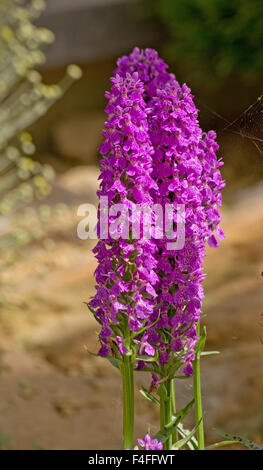 Orchidée des marais Banque D'Images