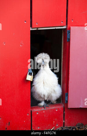 Plumage duveteux avec poulet Silkie Banque D'Images