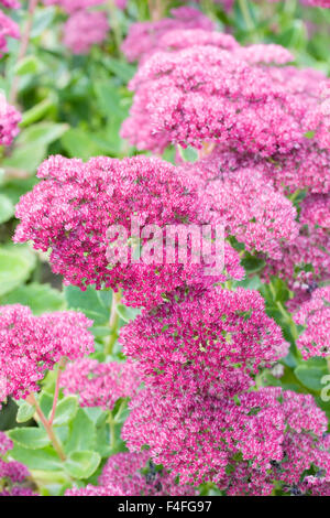 Hylotelephium. Sedum spectabile fleurs en automne. Banque D'Images