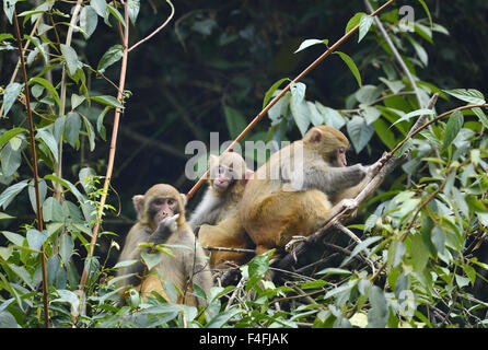 Enshi, Chine, Province de Hubei. 17 Oct, 2015. Les macaques sauvages jouent dans les arbres à Shiziguan Village de Xuan'en comté, le centre de la Chine, la province du Hubei, le 17 octobre 2015. Credit : Song Wen/Xinhua/Alamy Live News Banque D'Images