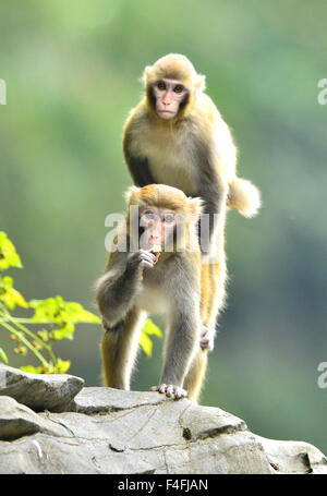 Enshi, Chine, Province de Hubei. 17 Oct, 2015. Les macaques sauvages sont vus à Shiziguan Village de Xuan'en comté, le centre de la Chine, la province du Hubei, le 17 octobre 2015. Credit : Song Wen/Xinhua/Alamy Live News Banque D'Images