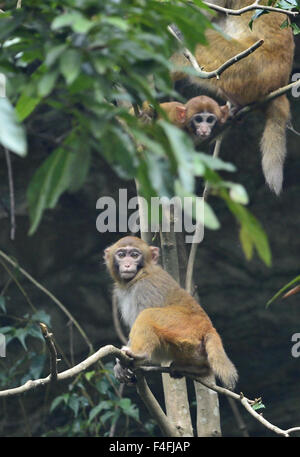 Enshi, Chine, Province de Hubei. 17 Oct, 2015. Les macaques sauvages jouent dans un arbre à Shiziguan Village de Xuan'en comté, le centre de la Chine, la province du Hubei, le 17 octobre 2015. Credit : Song Wen/Xinhua/Alamy Live News Banque D'Images